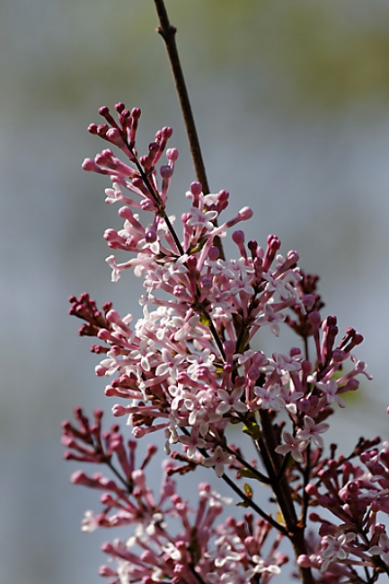 Jardin des Impressionnistes-060